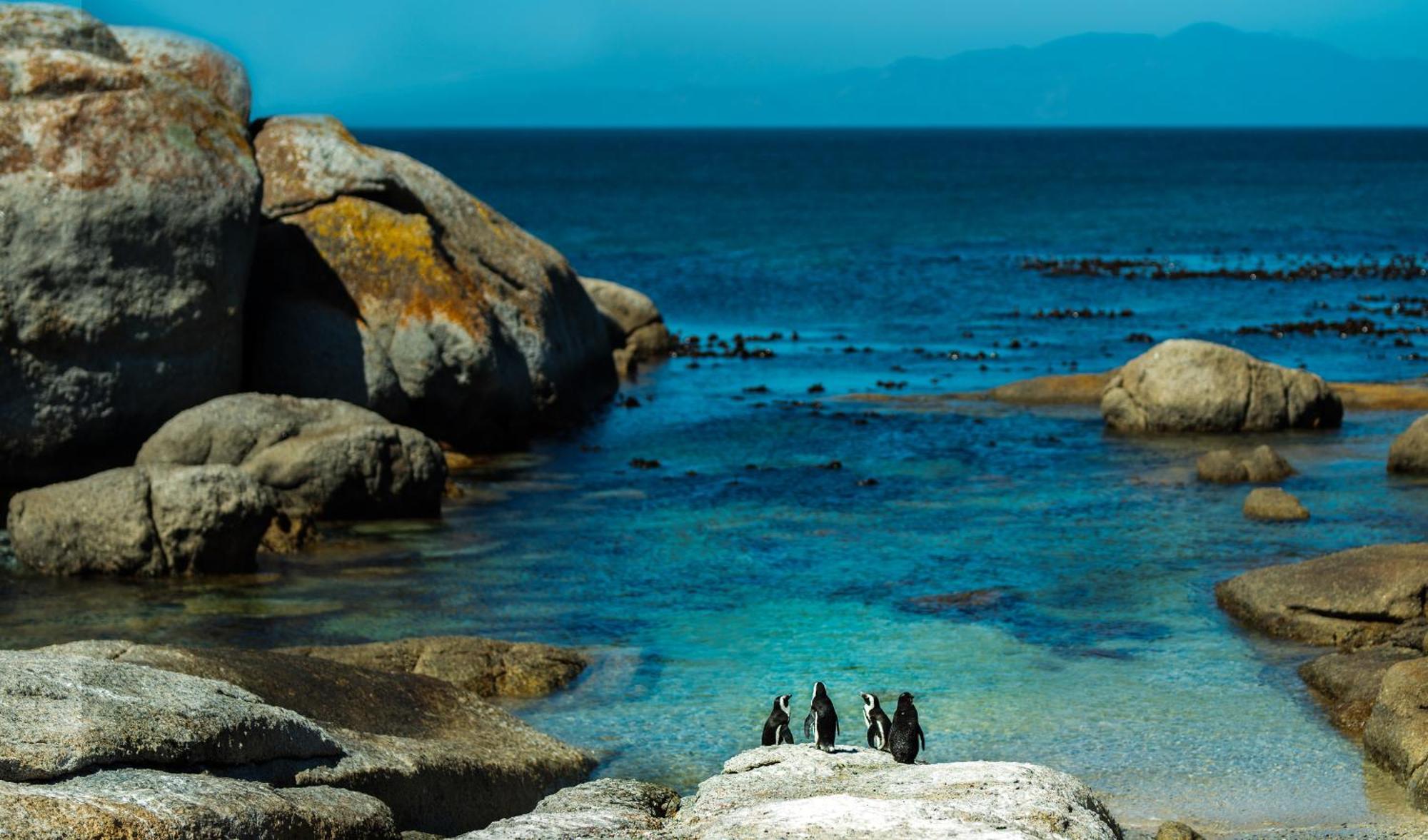 Eclectic Heritage Paradise Simonʼs Town Esterno foto